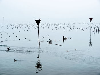 Birds flying over sea against sky