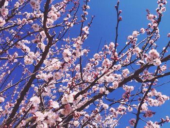 Low angle view of apple blossoms in spring against sky