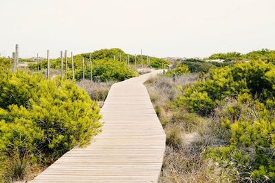 Boardwalk amidst plants against clear sky