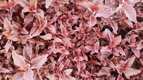 Full frame shot of red leaves