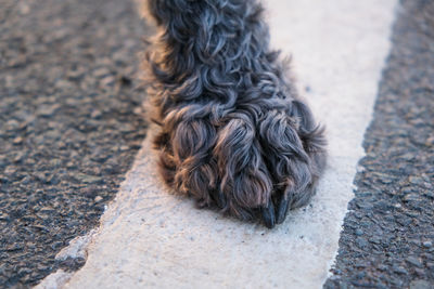 Close-up of a dog on footpath