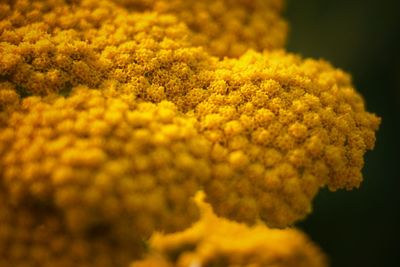 Close-up of yellow flowering plant