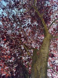 Low angle view of flowering tree against sky