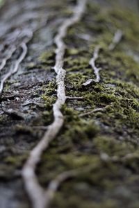 Close-up of lichen on snow covered land