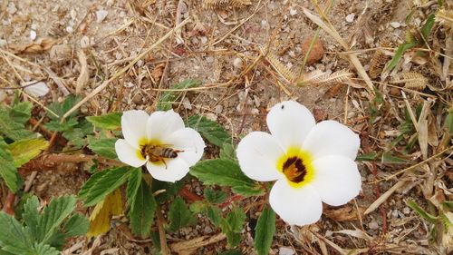 Close-up of white flower blooming in field