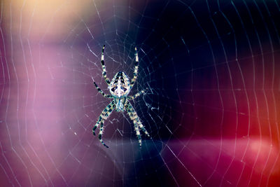 Close-up of spider on web