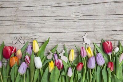 Close-up of multi colored tulips