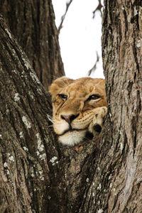 Lioness peeping through tree