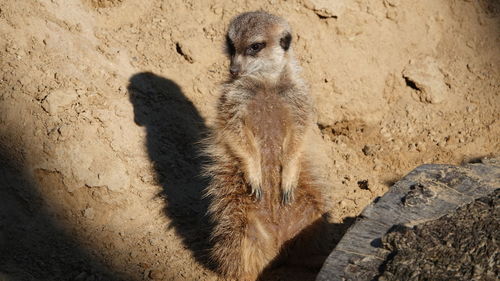 meerkat