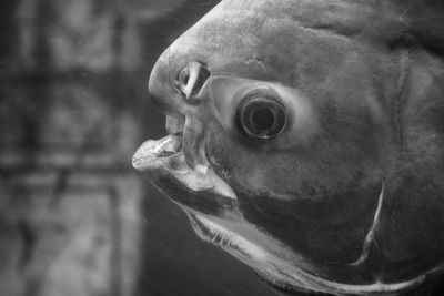 Close-up of fish swimming in water