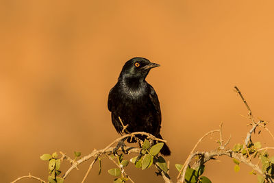 Close-up of bird perching on a branch