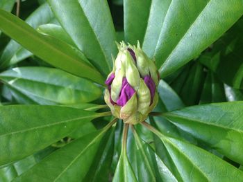 Close-up of flowers