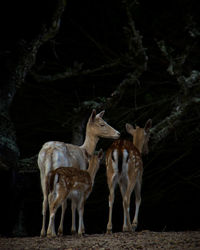 Deer standing on field