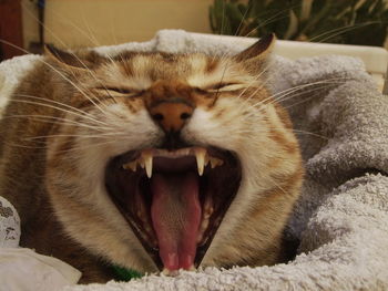 Close-up of cat yawning