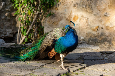 Peacock on a wall