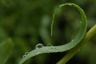 Close-up of plant