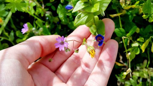 Close-up of cropped hand holding flower