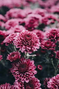 Close-up of pink flowers