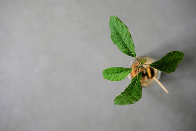 Close-up of plant against white background