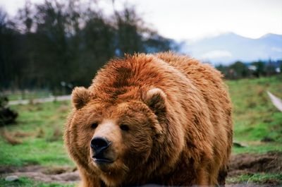 Close-up of brown bear standing on field