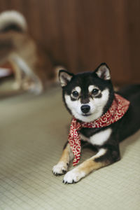 Portrait of dog looking at camera