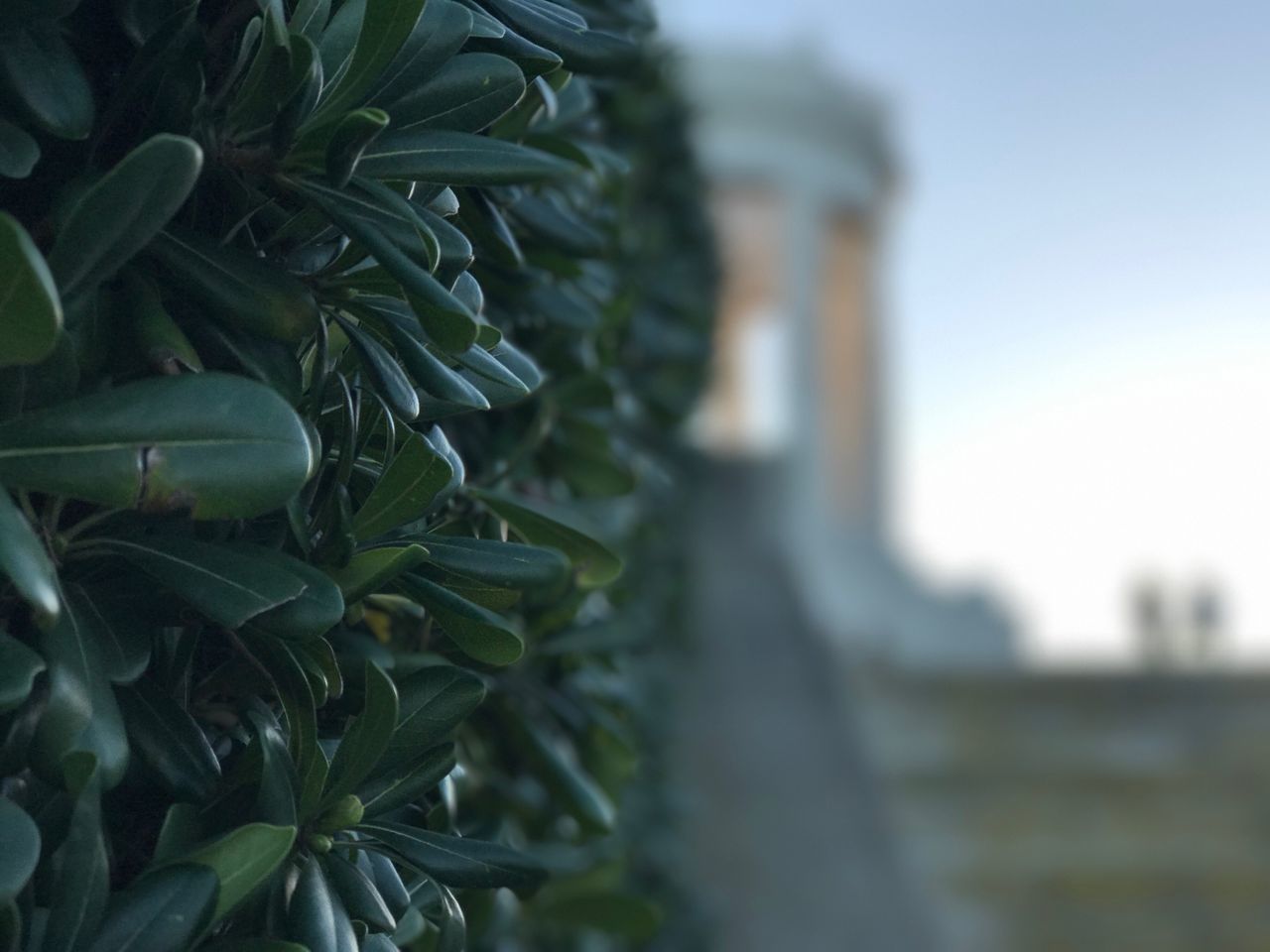 close-up, no people, growth, green color, nature, outdoors, day