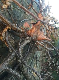 Tree trunk on branch