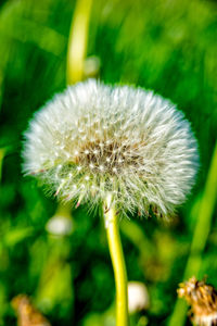 Close-up of dandelion