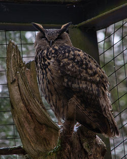 Low angle view of eagle perching on branch