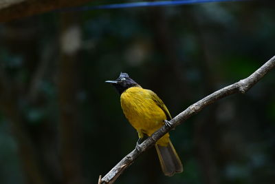 Close-up of bird perching on branch