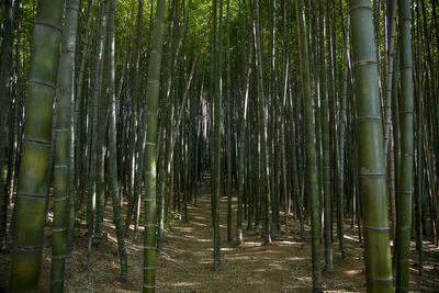 View of bamboo trees in forest