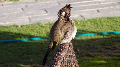 Close-up of owl perching on field