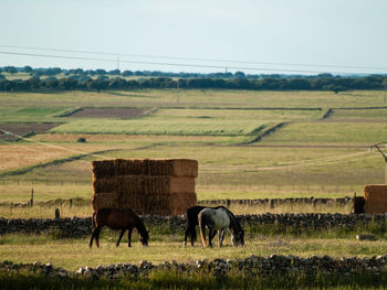 Horses grazing in field