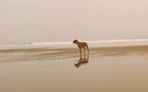 Dog on beach against sky during sunset