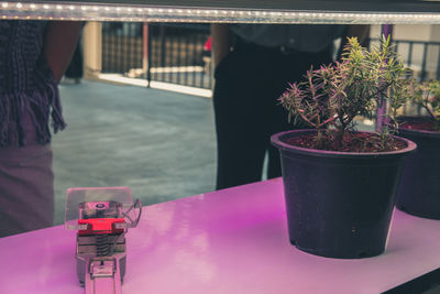 Close-up of potted plant on table