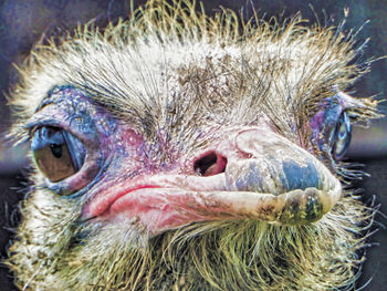 Close-up portrait of a bird