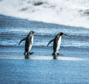 View of penguins on beach