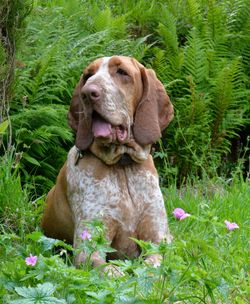 Dog sitting on grass