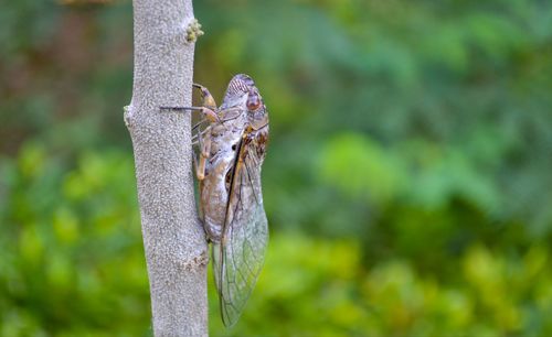 Close-up of lizard on tree