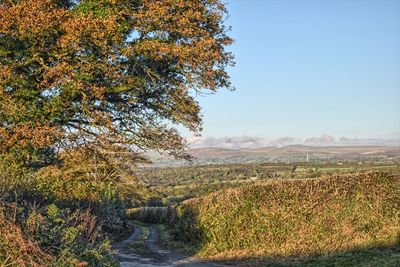 Scenic view of agricultural landscape against clear sky