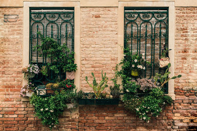 Potted plants on window of building