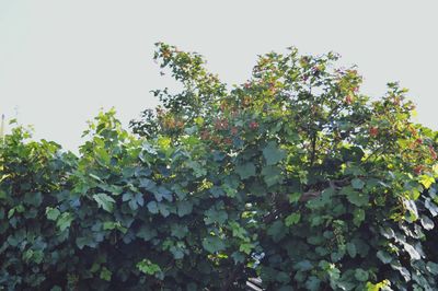 Low angle view of plants