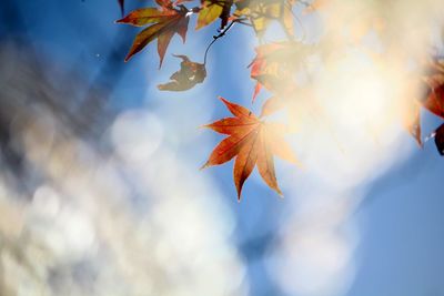 Low angle view of trees