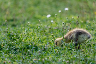 Sheep in a field