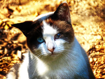 Close-up portrait of a cat