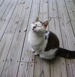Close-up of cat on hardwood floor