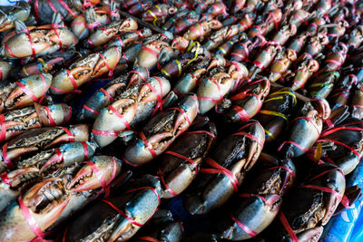 Full frame shot of crabs for sale