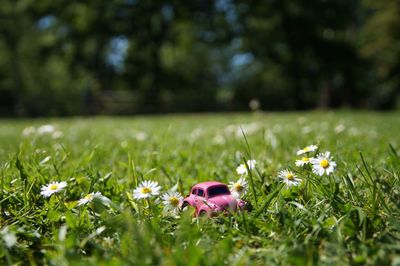 Close-up of purple flowers on field