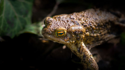 Close-up of lizard