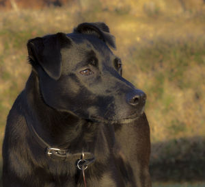 Close-up of dog